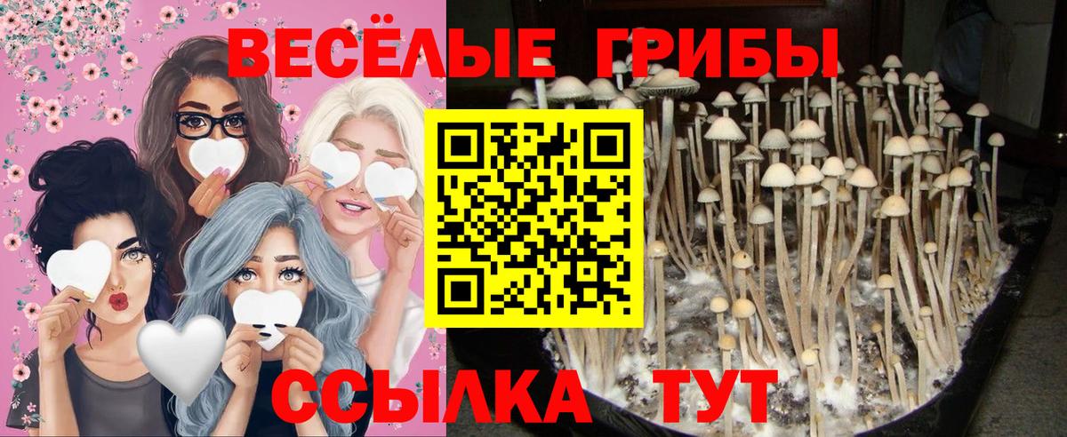 Галлюциногенные грибы MAGIC MUSHROOMS  Псилоцибиновые грибы ЛСД  Кисловодск 